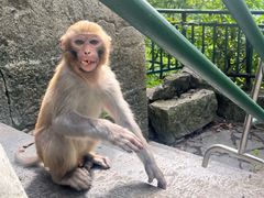 -黔灵山公园