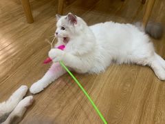 -滚猫咖啡·猫咖·猫友好撸猫(未来城店)