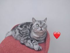 咖啡-有猫主题·治愈系猫咖(曾厝垵店)