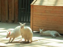 -鄂尔多斯野生动物园