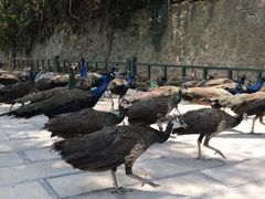 -西双版纳原始森林公园