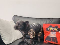 -爱牧宠物医院·猫专科·骨科·内窥镜(甪直店)