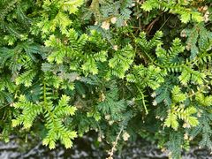 -深圳仙湖植物园