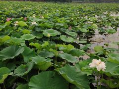 -荷塘月色湿地公园·向阳花洲