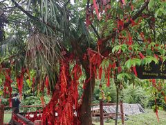 -武陵山森林公园