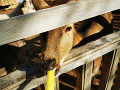 -北京鹿世界主题园