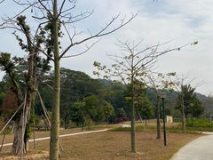 -中山市树木园