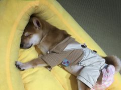 -逗柴咖啡屋·狗咖猫咖宠物桌游