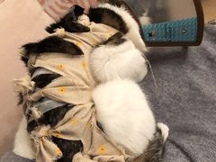 -艾贝尔宠物诊疗