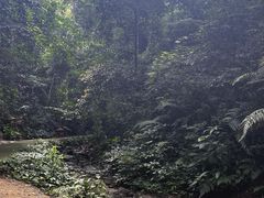 -西双版纳原始森林公园