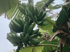 -云溪植物园