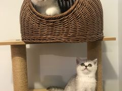 -喵zoo家庭繁育猫舍(尖东智能花园店)