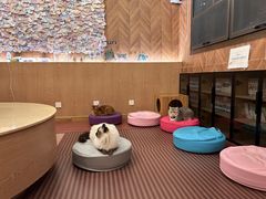 -MOCHA明星猫咖(田子坊店)