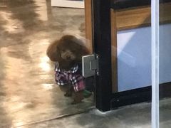 -PETKIT小佩宠物·低压洗护(国顺东路店)