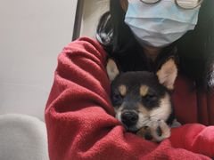 -逗柴咖啡屋·狗咖猫咖宠物桌游