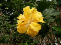 -九龙公园