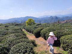 -桑洲油菜花景区