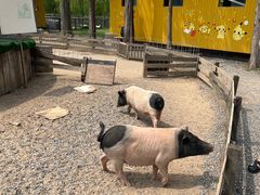 -前小桔亲子创意农场·草莓采摘·露营烧烤