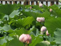 -莲花池公园