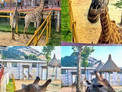 -西霞口神雕山野生动物世界