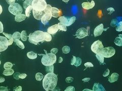 -太平洋海底世界