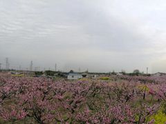 -桃花岛景观公园