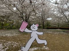 -顾村公园