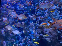 -成都浩海立方海洋公园