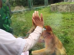 -西安秦岭野生动物园