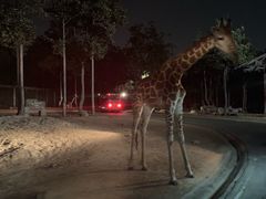 -清迈夜间动物园