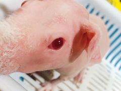 -藦茜花园宠物主题亲子互动体验馆(国顺东路店)
