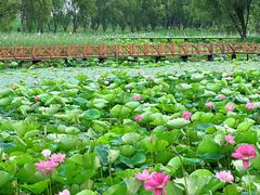 -洪湖生态旅游区