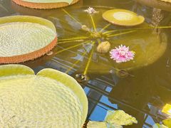 -北京植物园-展览温室