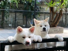 -TrueLove @ Neverland (Husky Cafe)