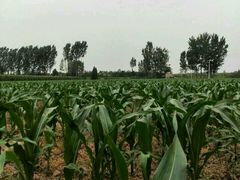 -真定郝家排骨(正定县总店)