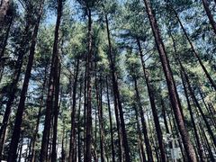 -重庆睡佛山森林公园