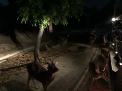 -清迈夜间动物园
