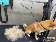 -PETKIT小佩宠物·低压洗护(国顺东路店)