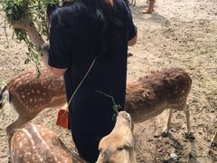 -北京麋鹿生态实验中心