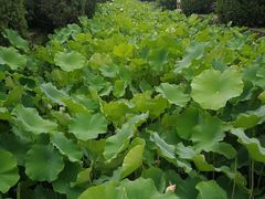 -四川大学(华西校区)