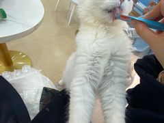 -喵宠乐园·撸猫互动·猫舍