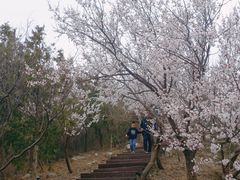 -北京十三陵国家森林公园蟒山景区