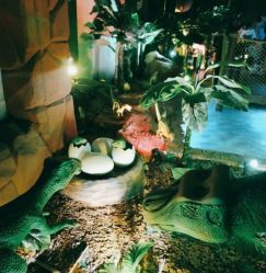 -恐龙探索乐园(磁器口店)