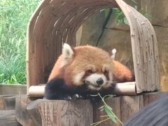 -北京野生动物园