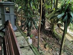 -吉隆坡雀鸟公园