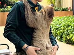 -熊猫自助餐厅.萌趣城堡(长隆熊猫酒店)