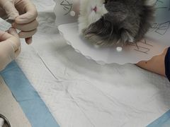 -北京观赏动物医院·24小时大型综合·猫专科·异宠专科