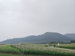 -径山花海