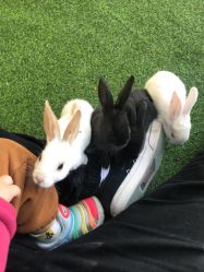 -萌宠亲子动物乐园(槐房万达店)