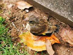 -重庆市江北嘴中央商务区中央公园